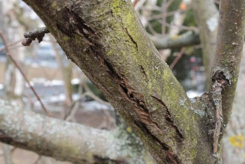 Close-up van Valsaria insitiva schimmel met donkere bolvormige structuren.