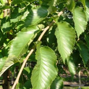 Close-up van Ulmus 'Cathedral' bladeren met diepe groene kleur en opvallende nerven.