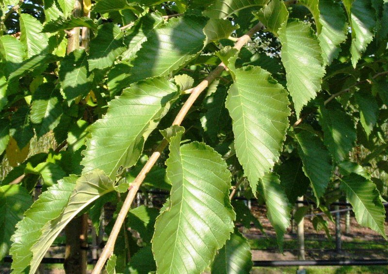 Close-up van Ulmus 'Cathedral' bladeren met diepe groene kleur en opvallende nerven.
