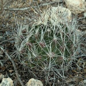 Coryphantha ramillosa cactus met groene stekels en gele bloemen.