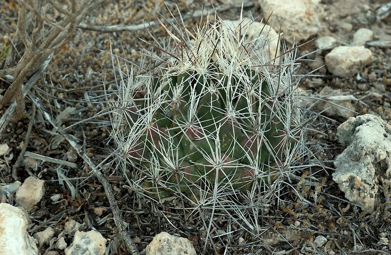Coryphantha ramillosa cactus met groene stekels en gele bloemen.