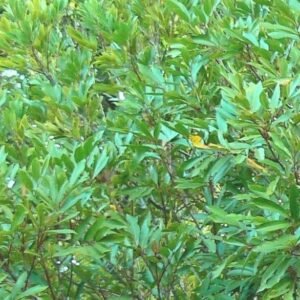 Bloeiende Cunonia capensis boom met groene bladeren - Kaapstad.