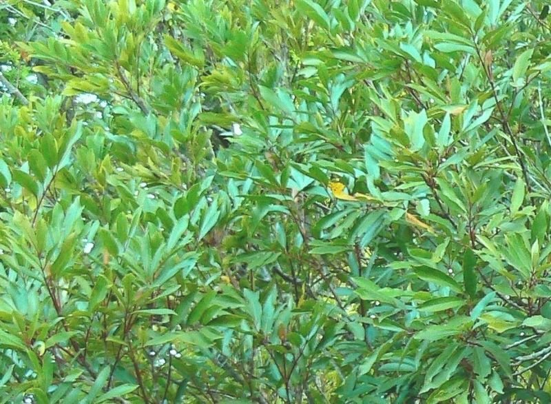Bloeiende Cunonia capensis boom met groene bladeren - Kaapstad.
