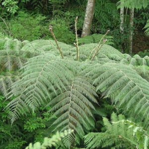 Cyathea delgadii plant met lange, groene bladeren.
