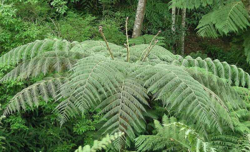 Cyathea delgadii plant met lange, groene bladeren.