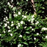 Dasynotusdaubenmirei plant met groene bladeren en witte bloemen.