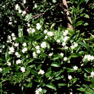 Dasynotusdaubenmirei plant met groene bladeren en witte bloemen.