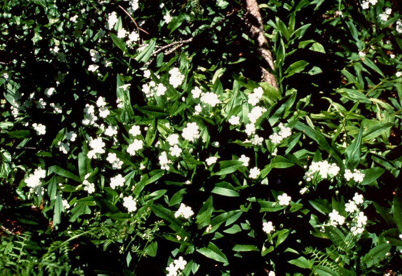Dasynotusdaubenmirei plant met groene bladeren en witte bloemen.