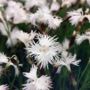 Dianthus spiculifolius bloemen op zonnige achtergrond.