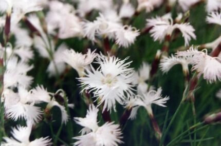 Dianthus spiculifolius bloemen op zonnige achtergrond.