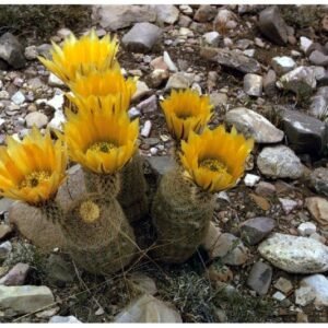 Echinocereus dasyacanthus cactus met felroze bloemen in bloempot.