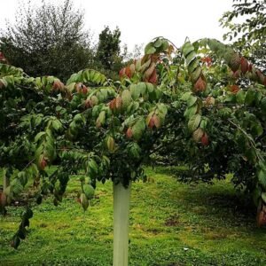 Jonge Ulmus lanceifolia boom met groene bladeren.