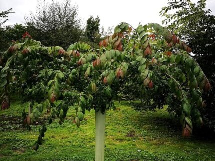 Jonge Ulmus lanceifolia boom met groene bladeren.
