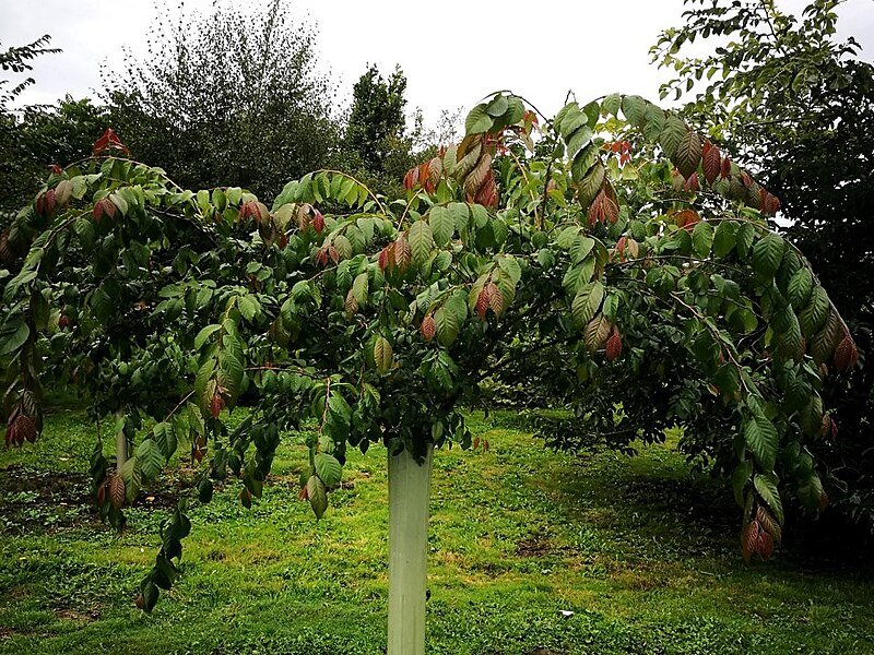 Jonge Ulmus lanceifolia boom met groene bladeren.