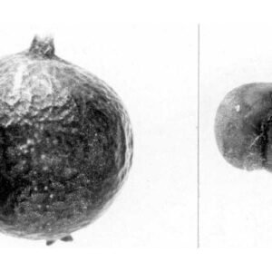 Gray foliage and hanging flower clusters of Garrya wrightii plant.