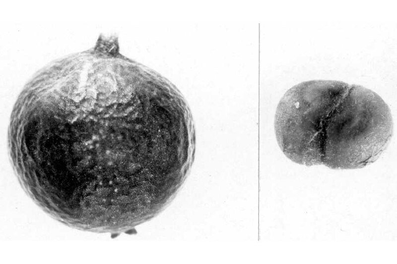 Gray foliage and hanging flower clusters of Garrya wrightii plant.