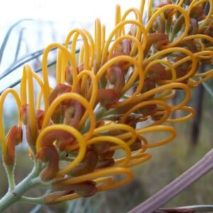 Grevillea 'Honey Gem' bloesem met felgele bloemen tegen groen bladerdak.