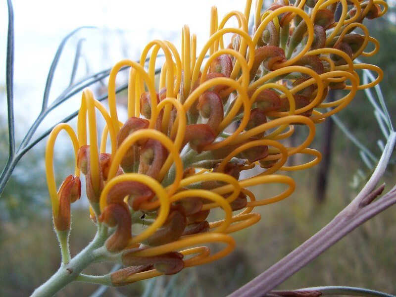 Grevillea 'Honey Gem' bloesem met felgele bloemen tegen groen bladerdak.