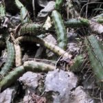 Harrisia earlei cactus met witte bloemen tegen groene achtergrond.