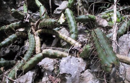 Harrisia earlei cactus met witte bloemen tegen groene achtergrond.