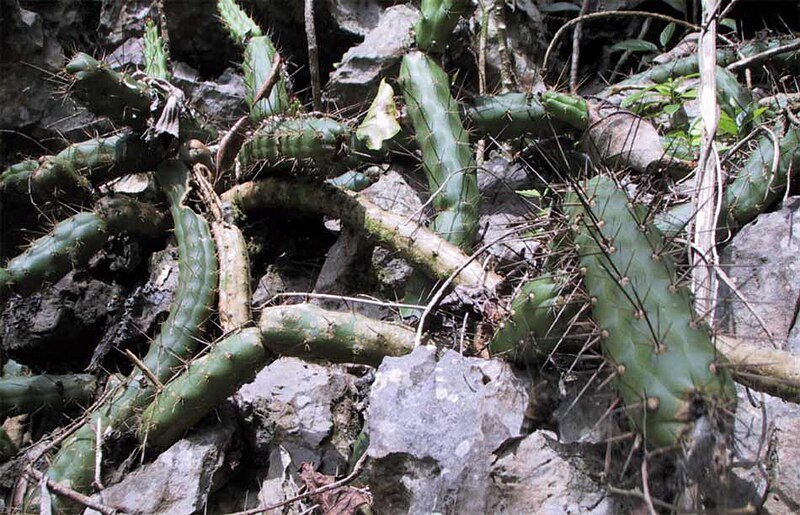 Harrisia earlei cactus met witte bloemen tegen groene achtergrond.