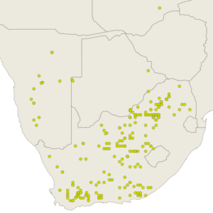 Searsia lancea plant met groene bladeren en takken tegen witte achtergrond.