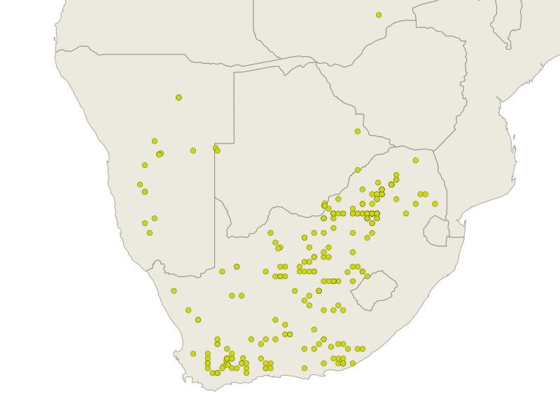 Searsia lancea plant met groene bladeren en takken tegen witte achtergrond.