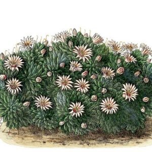 Mammillaria glochidiata cactus met witte stekels en felroze bloemen.