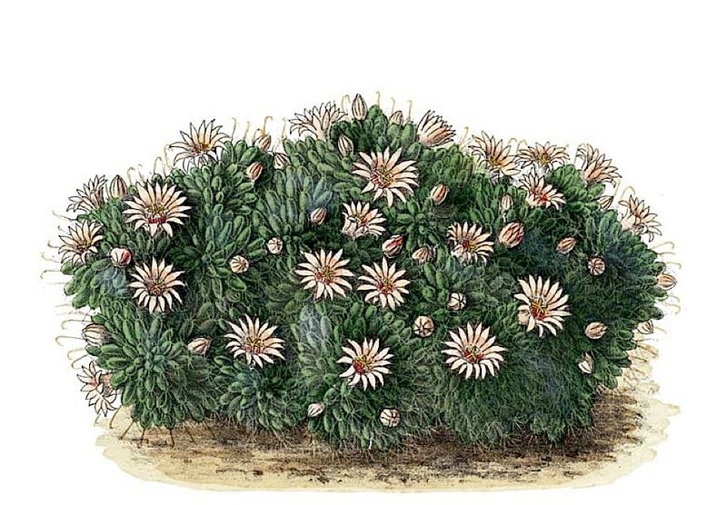 Mammillaria glochidiata cactus met witte stekels en felroze bloemen.