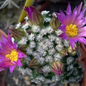 Mammillaria hernandezii cactus met witte doornen en roze bloemen.