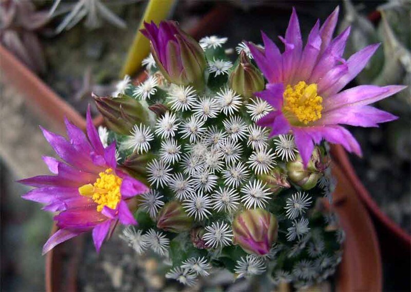 Mammillaria hernandezii cactus met witte doornen en roze bloemen.