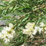 Melaleuca linariifolia met smalle bladeren en witte bloemen.