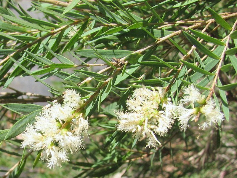 Melaleuca linariifolia met smalle bladeren en witte bloemen.