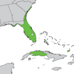 Inheems verspreidingsgebied van Sabal palmetto in kaart.