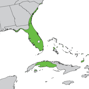 Inheems verspreidingsgebied van Sabal palmetto in kaart.