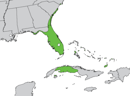 Inheems verspreidingsgebied van Sabal palmetto in kaart.