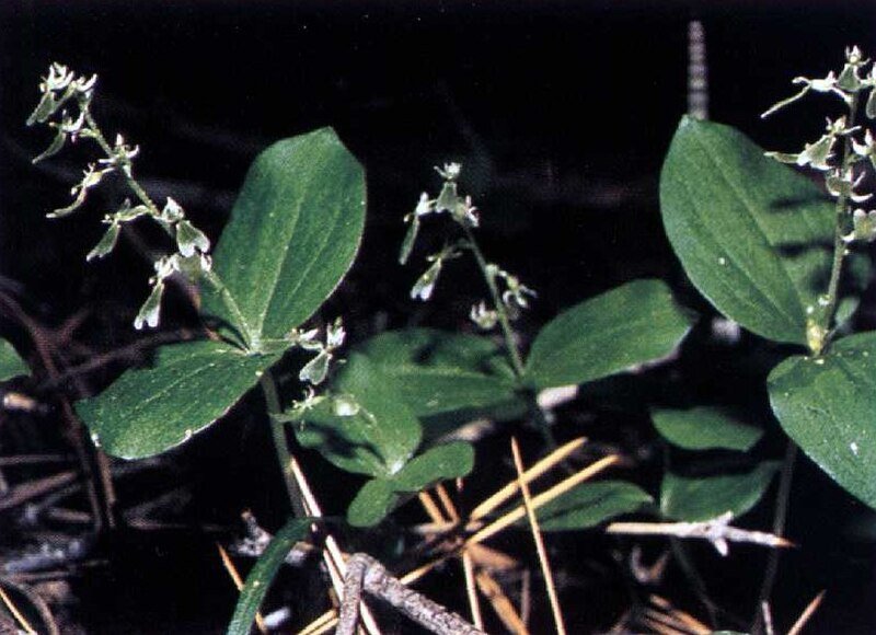 Neottia convallarioides orchidee bloemen in natuurlijke setting.