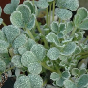 Roze Oxalis purpurea bloemen op groen blad, close-up.