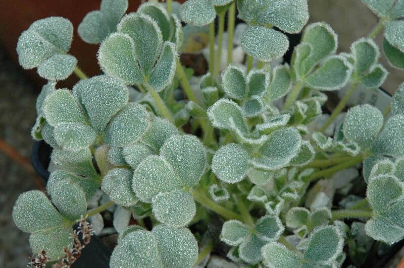 Roze Oxalis purpurea bloemen op groen blad, close-up.