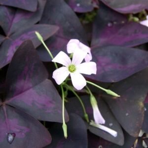 Oxalis triangularis plant met paarse bladeren en witte bloemen.
