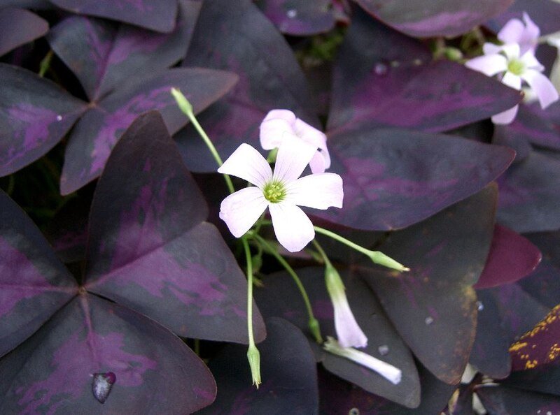 Oxalis triangularis plant met paarse bladeren en witte bloemen.