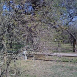Donkergroene Prosopis nigra boom met doornen in droge omgeving.