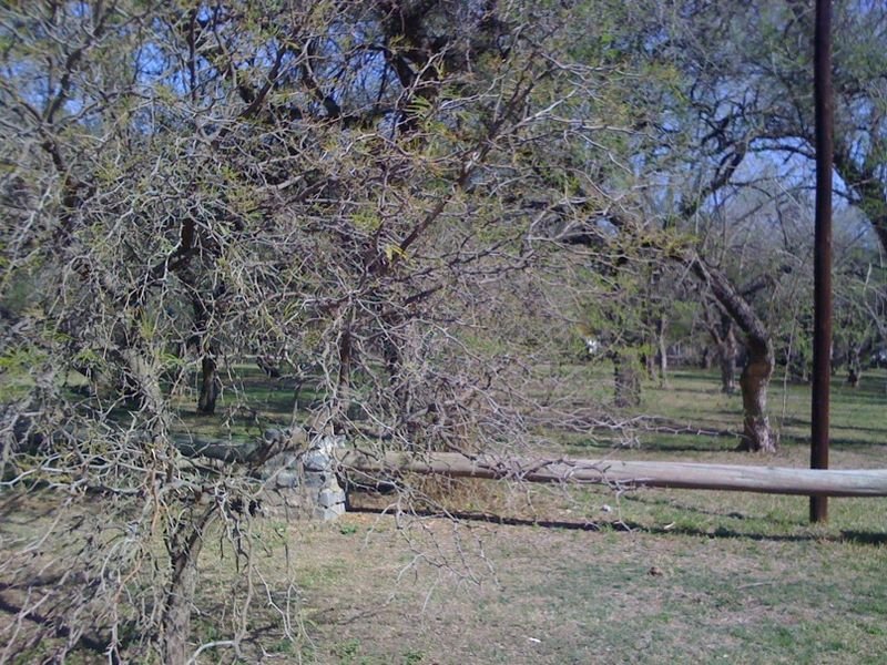 Donkergroene Prosopis nigra boom met doornen in droge omgeving.