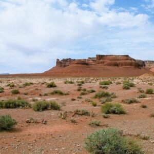 Pediocactus bradyi cactus met roze bloemen in woestijnlandschap.