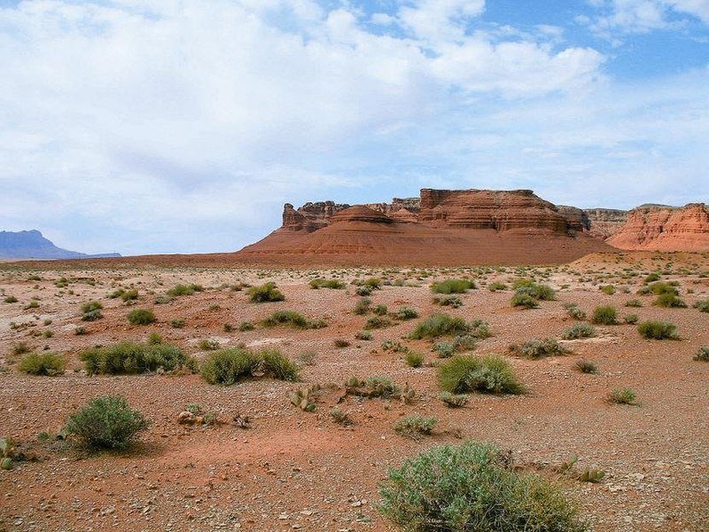 Pediocactus bradyi cactus met roze bloemen in woestijnlandschap.