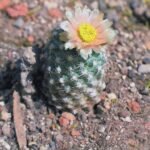 Pediocactus winkleri cactus met roze bloemen en stekelige groene stelen.