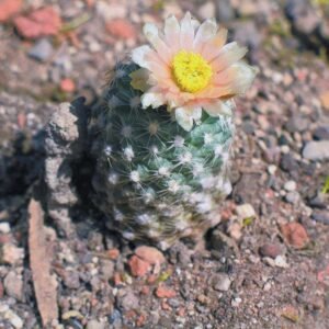 Pediocactus winkleri cactus met roze bloemen en stekelige groene stelen.