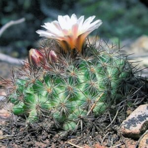 Bloeiende Pediocactus simpsonii cactus met roze bloem op stenen achtergrond.