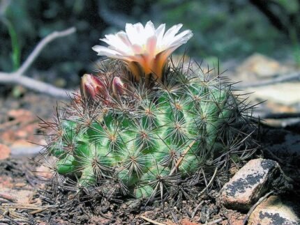 Bloeiende Pediocactus simpsonii cactus met roze bloem op stenen achtergrond.