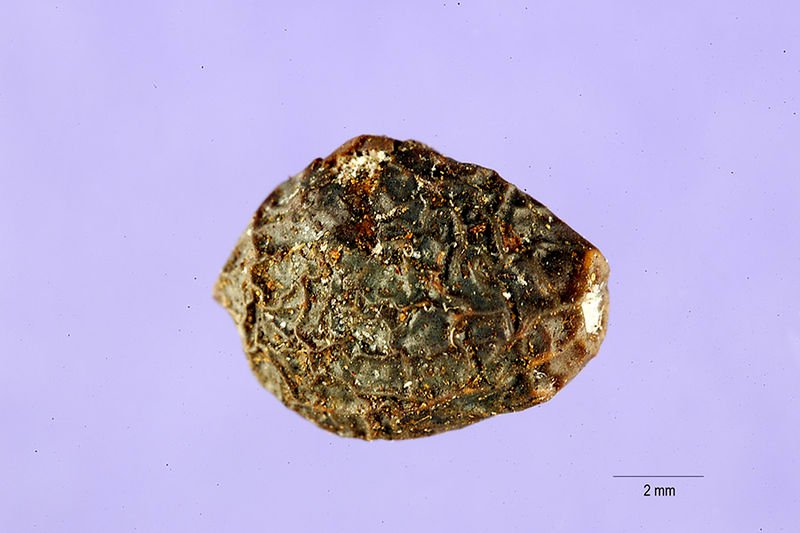 Zaden van de winterharde Pistacia atlantica plant met 800px formaat.